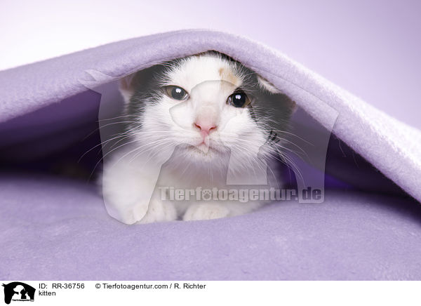 kitten / RR-36756
