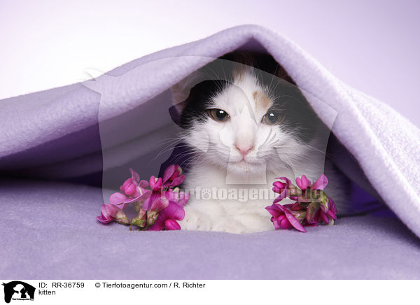 kitten / RR-36759