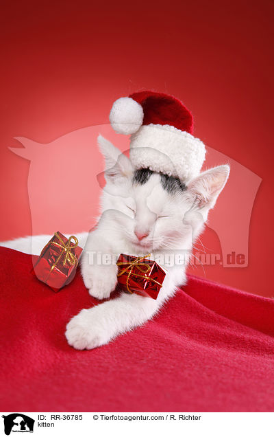 Hausktzchen / kitten / RR-36785