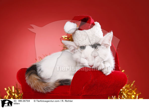 Hausktzchen / kitten / RR-36794