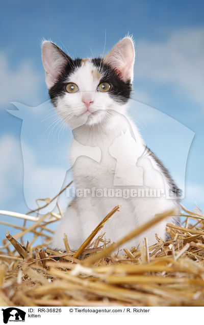 kitten / RR-36826