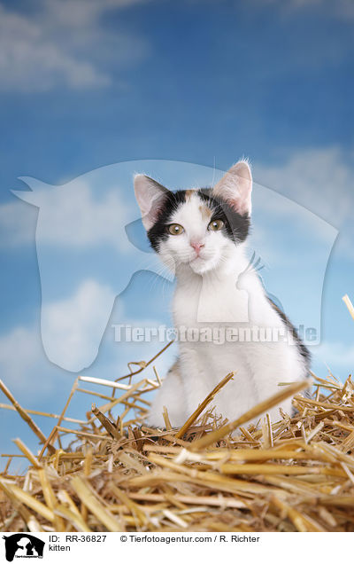 kitten / RR-36827