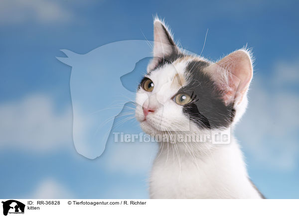 kitten / RR-36828