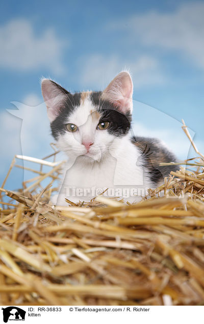 kitten / RR-36833