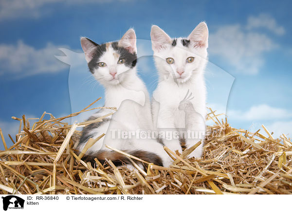kitten / RR-36840