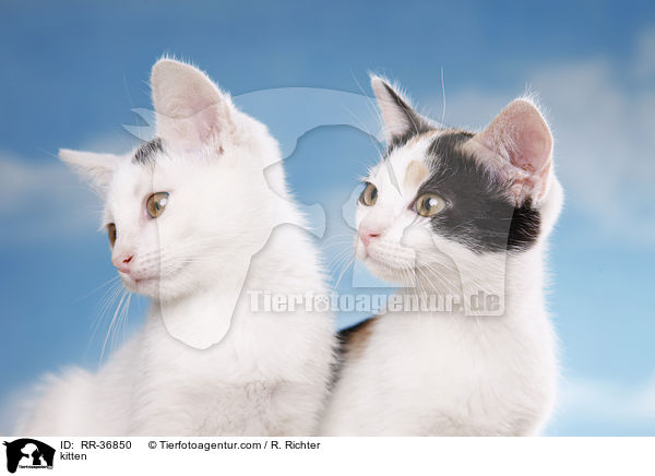 kitten / RR-36850