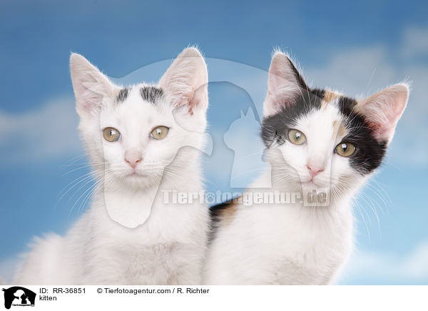 kitten / RR-36851