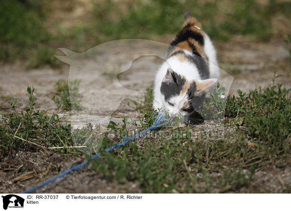 kitten / RR-37037