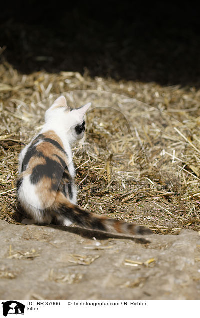Hausktzchen / kitten / RR-37066