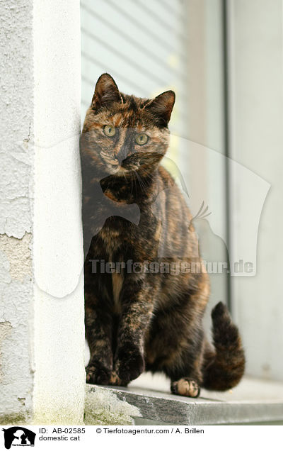 domestic cat / AB-02585