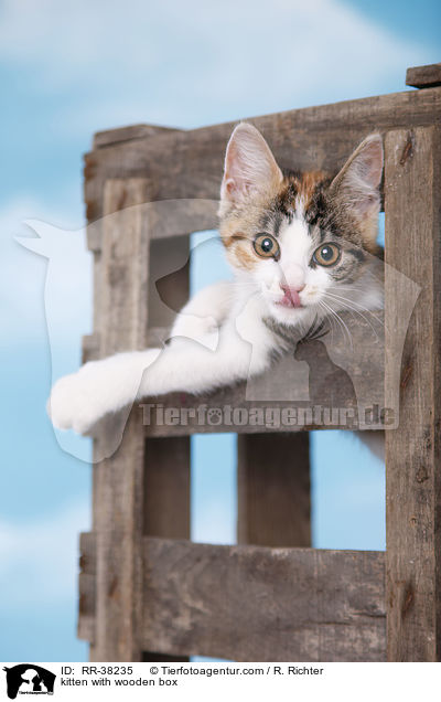 Ktzchen mit Holzkiste / kitten with wooden box / RR-38235