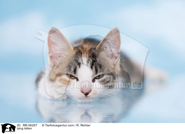 liegendes Ktzchen / lying kitten / RR-38267