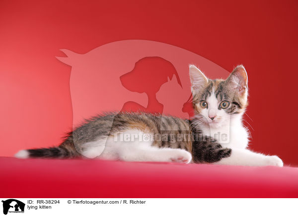lying kitten / RR-38294