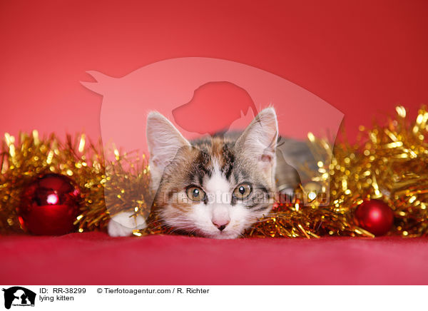 lying kitten / RR-38299