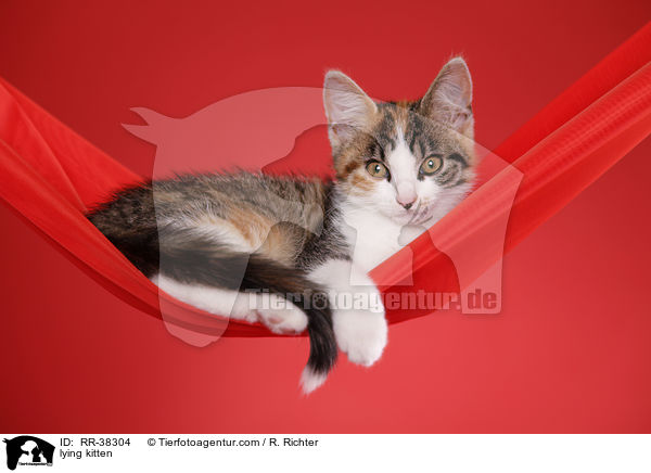liegendes Ktzchen / lying kitten / RR-38304