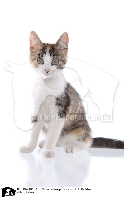 sitzendes Ktzchen / sitting kitten / RR-38351