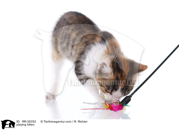 spielendes Ktzchen / playing kitten / RR-38352