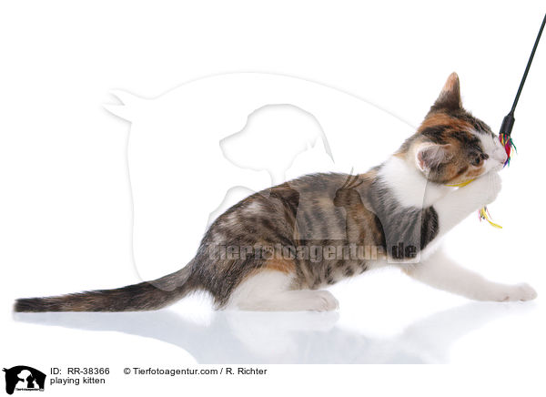 spielendes Ktzchen / playing kitten / RR-38366