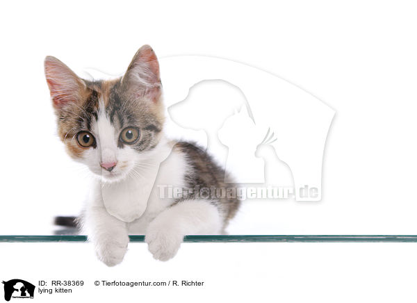 liegendes Ktzchen / lying kitten / RR-38369
