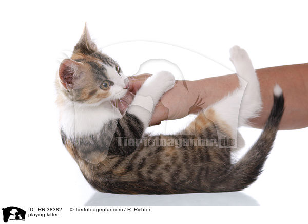 spielendes Ktzchen / playing kitten / RR-38382