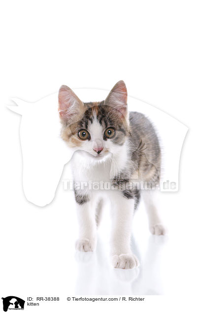 Ktzchen / kitten / RR-38388