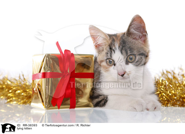 lying kitten / RR-38393