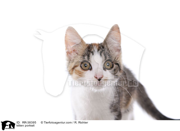 kitten portrait / RR-38395