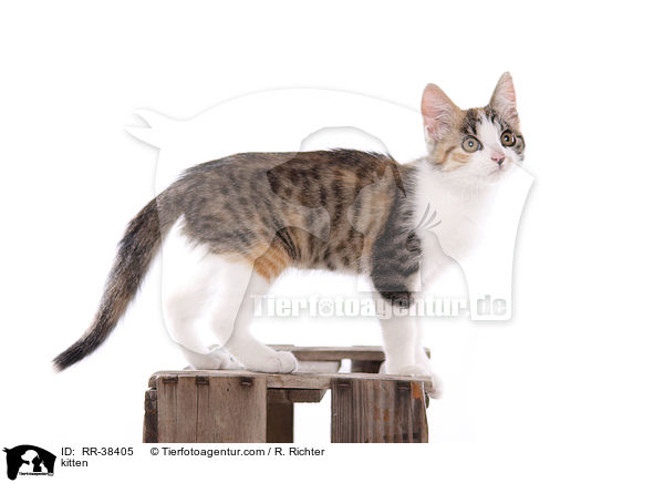 kitten / RR-38405