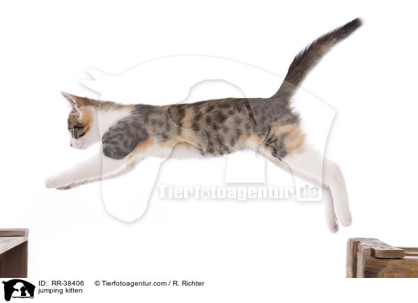 jumping kitten / RR-38406