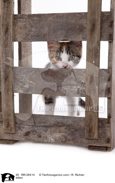 kitten / RR-38414