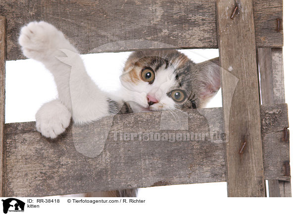 kitten / RR-38418