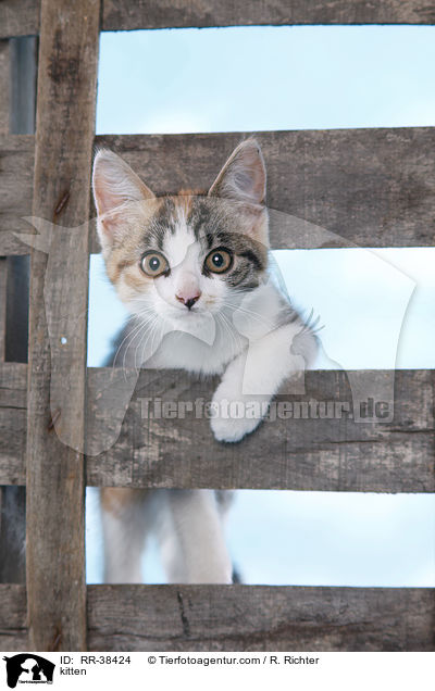 Ktzchen / kitten / RR-38424