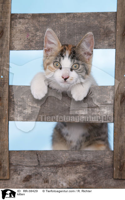 kitten / RR-38429