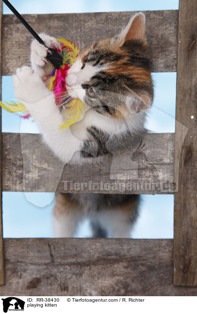 spielendes Ktzchen / playing kitten / RR-38430