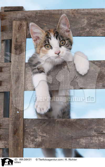 Ktzchen / kitten / RR-38431