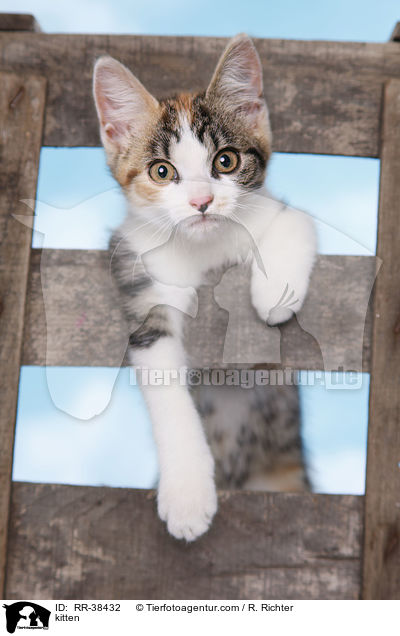 Ktzchen / kitten / RR-38432