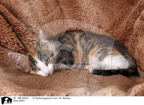 lying kitten / RR-38441