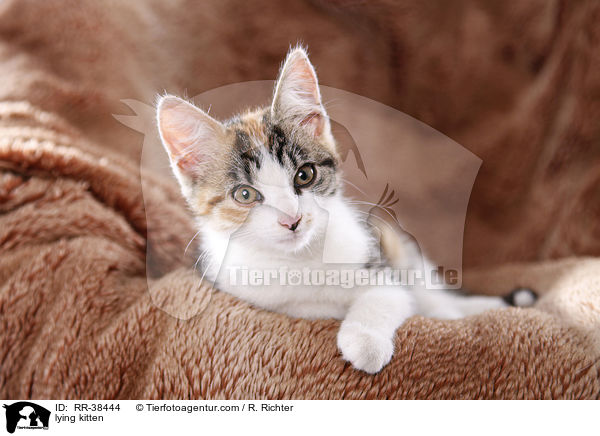 lying kitten / RR-38444