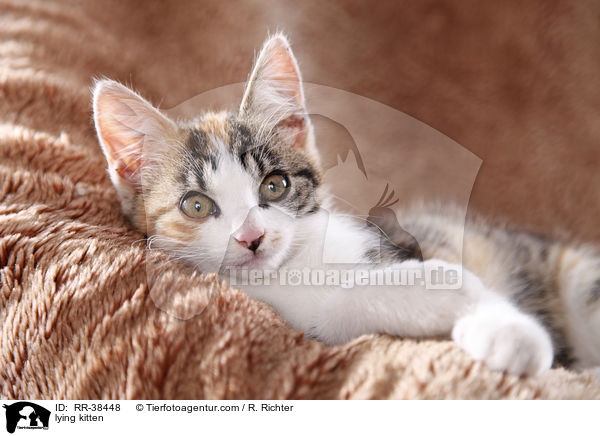 liegendes Ktzchen / lying kitten / RR-38448