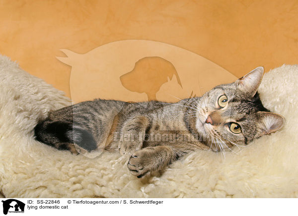 liegende Hauskatze / lying domestic cat / SS-22846