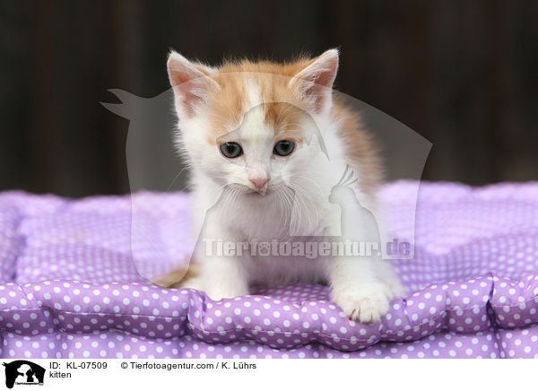 Ktzchen / kitten / KL-07509