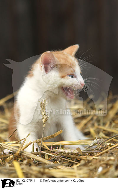 Ktzchen / kitten / KL-07514