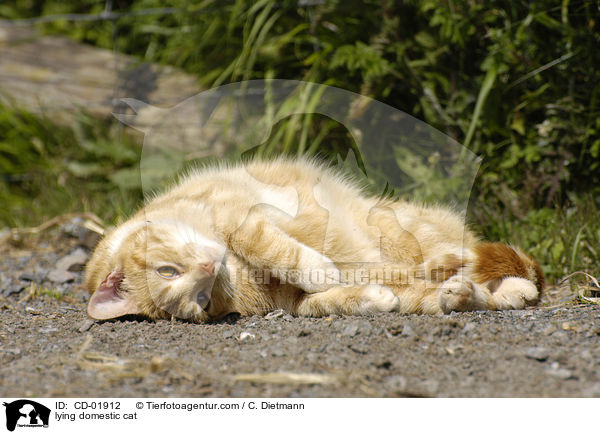 liegende Hauskatze / lying domestic cat / CD-01912