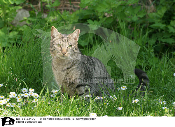 sitzende Hauskatze / sitting domestic cat / SS-23490