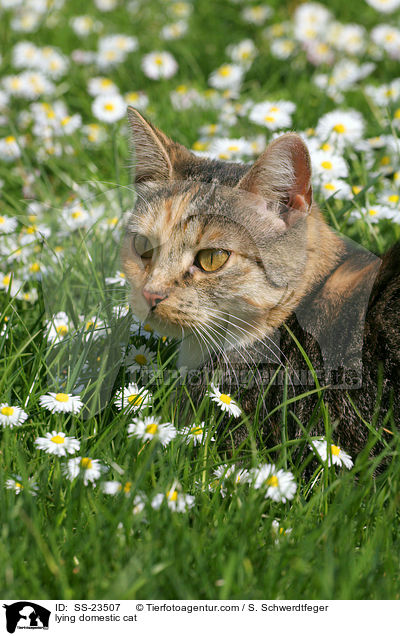 lying domestic cat / SS-23507