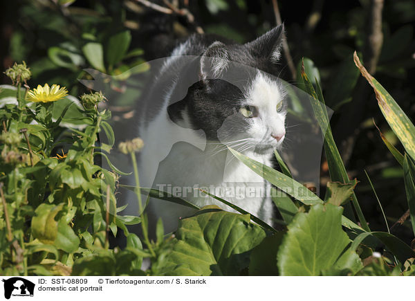 Hauskatze Portrait / domestic cat portrait / SST-08809