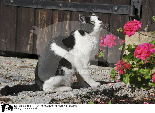 sitzende Hauskatze / sitting domestic cat / SST-08811