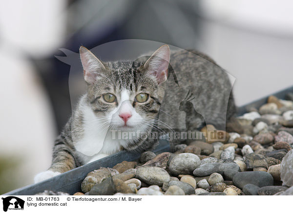 liegende Hauskatze / lying domestic cat / MB-01763