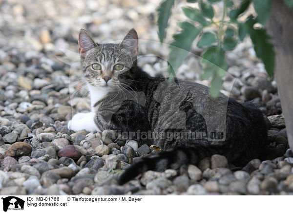 liegende Hauskatze / lying domestic cat / MB-01766