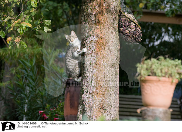 kletternde Hauskatze / climbing domestic cat / NN-01409